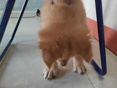 -瑞派福兴宠物医院犬猫全科·骨科·中西医结合(河东店)