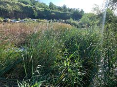 -羊亭河湿地公园