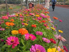 -上海长兴岛郊野公园