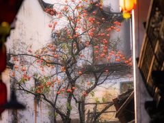 -婺源风景区