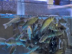 -石锅苗苗鱼(武汉首店)