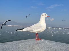 -滇池海埂公园