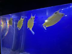 -大连圣亚海洋世界