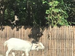 -北马山庄植趣咖啡