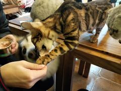 -李小姐の猫咖啡馆(五角场店)