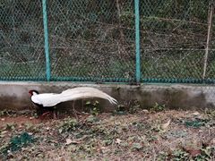 -南京老山国家森林公园