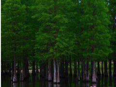 -白鹭湾湿地公园