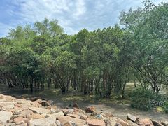 -宝安西湾红树林湿地公园