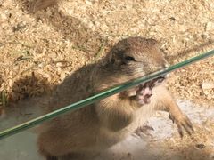 -萌宠奇缘(荣鼎店)