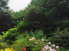 -上海滨江森林公园