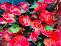 -循礼门鲜花花市(武汉循礼门店)