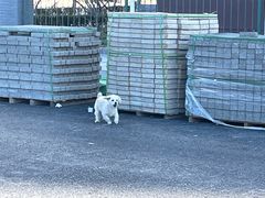 -东椰·海南椰子鸡火锅(朝阳门店)