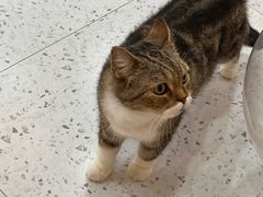 -喵园·猫主题咖啡厅·撸猫·猫咖(国贸店)