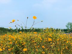 -北京东方普罗旺斯薰衣草庄园