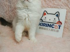 -十年猫舍·猫咪专门店(普陀店)