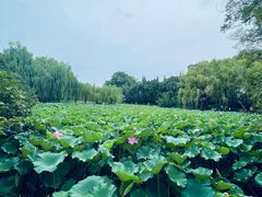 -桂湖森林公园
