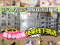 -麒麟缅因猫舍·十五年缅因猫选购中心