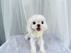 -鑫艺宠物美容培训学校