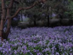 -将府公园