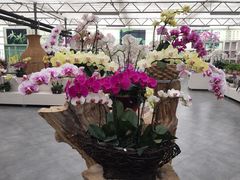 -兰陵国家农业公园