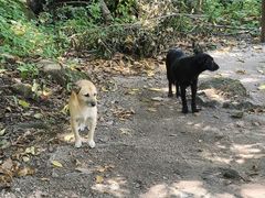 -大岭沟猕猴桃谷风景区