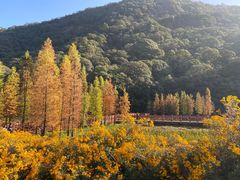 -广州市石门国家森林公园