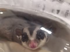 -天使宠物医院·犬猫分诊(彩虹店)