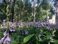 -黑龙江省森林植物园