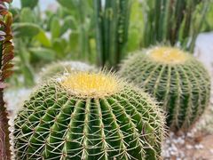 -广东惠东海龟国家级自然保护区