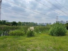 -昆山城市生态森林公园