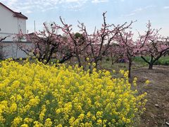 -田园东方蜜桃村的田野营地