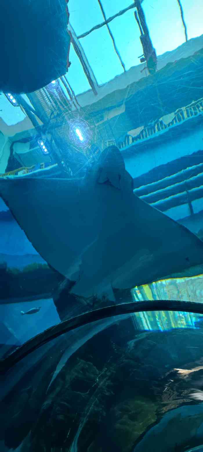 乐从天佑城海洋馆-"小朋友特别喜欢看,周六周日小朋友都是爆满.