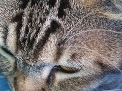 万宝宠物诊所-创凡宠物医院·骨专科  猫科中心(西乡分院)