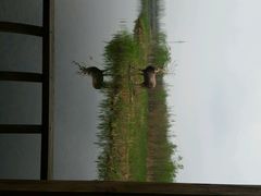 android_upload_pic-溱湖国家湿地公园