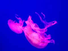 -成都浩海立方海洋公园