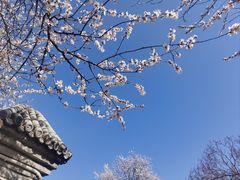 -桃花堤公园