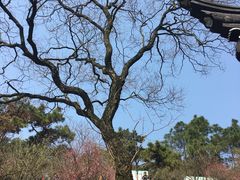 -香雪海