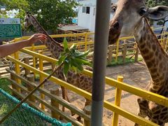 -西霞口神雕山野生动物世界