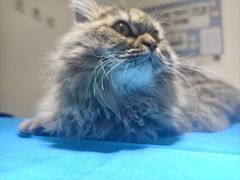 -艾贝尔宠物医院·24H转诊中心·肿瘤猫专科(江宁双龙店)