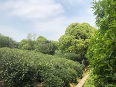 -树山生态村