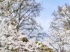 -上海共青森林公园