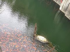 -千岛湖东南湖区