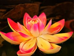 -思金拉措庄园藏餐(太阳岛店)