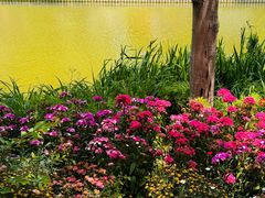 -上海鲜花港