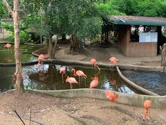 -清迈夜间动物园