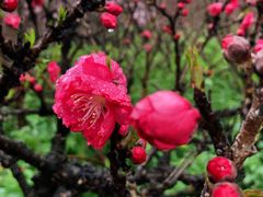 -南汇桃花村