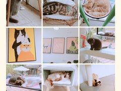 -有猫主题·治愈系猫咖(曾厝垵店)