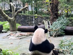 -都江堰中华大熊猫苑