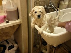 -犬也宠物造型(恒茂国际都会商业街店)