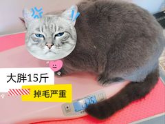 -70cat德文卷毛猫·缅因猫纯种猫舍